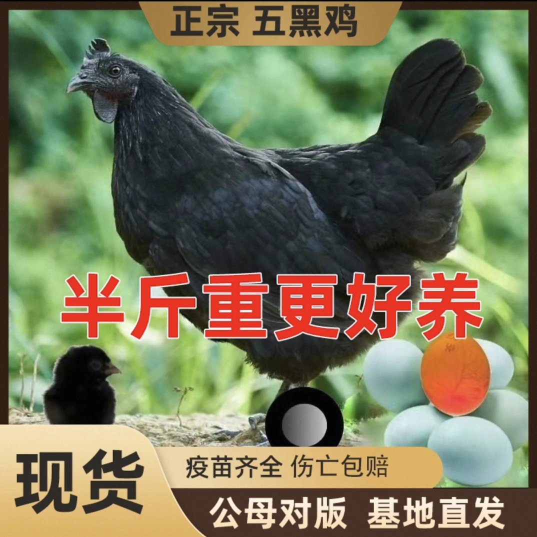 五黑鸡 12只 绿壳蛋鸡半斤左右宠物鸡包邮