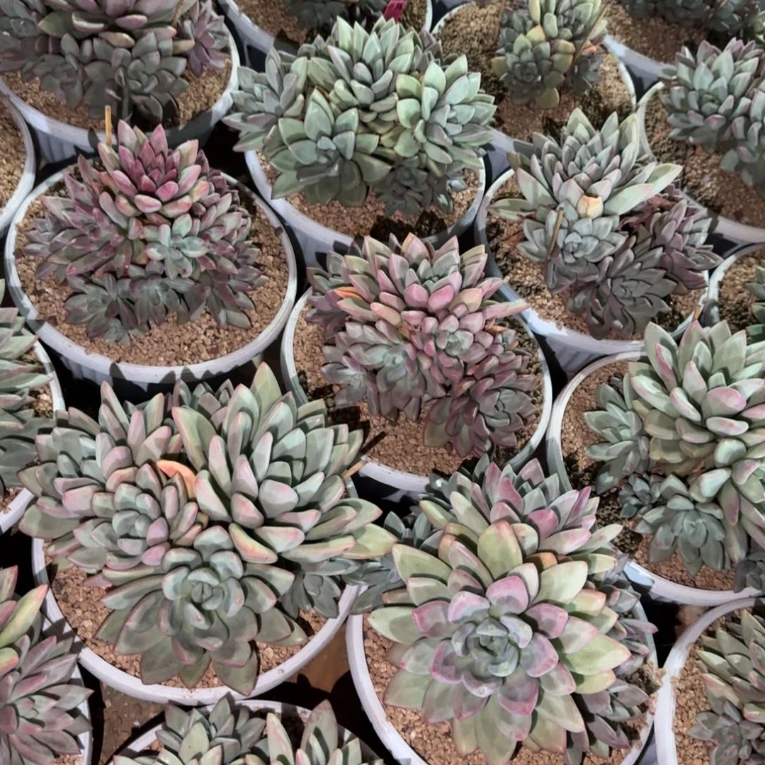 辉***煌寄养在一个小的房间的