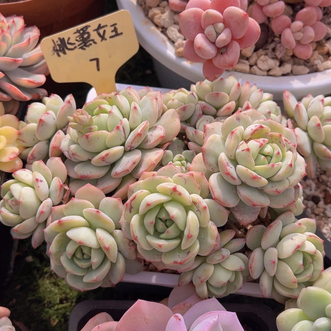 香玉的故事是一个人的故事