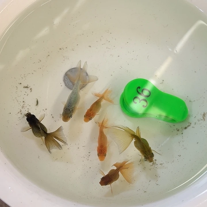 精品金鱼包邮包活到家