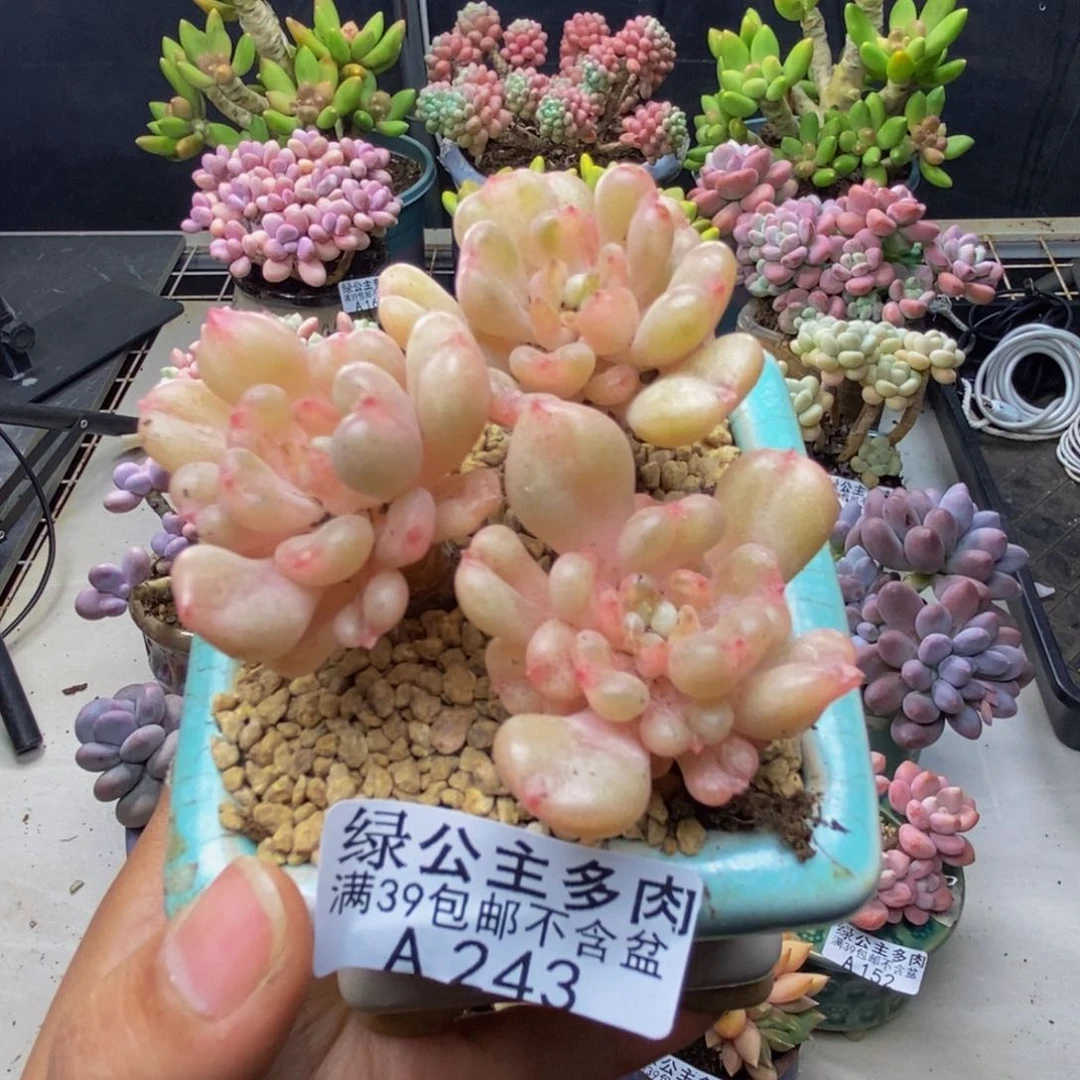 243比尔盖茨多肉6c m
