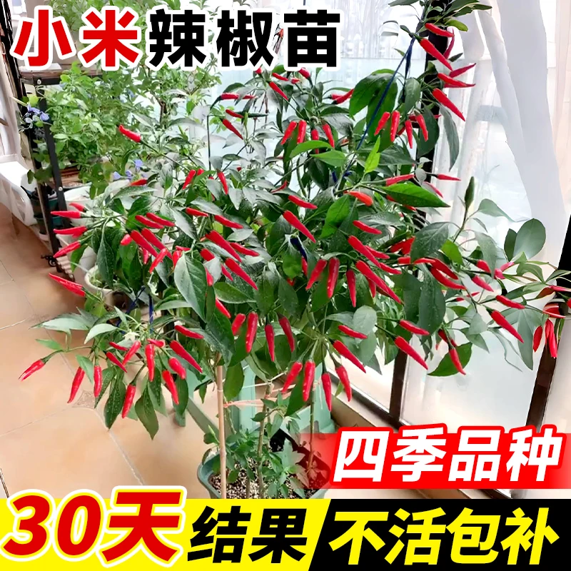 【高产辣椒苗】各种辣椒苗秧苗小米五彩七彩椒种籽蔬菜苗盆栽阳台