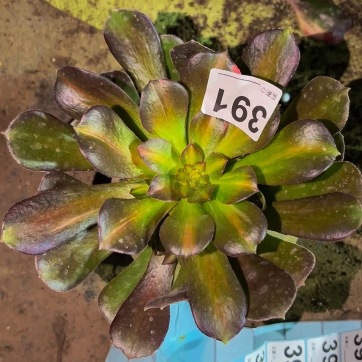 391流星雨七彩多肉植物不售后