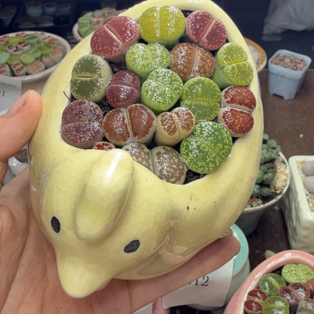 多肉开播福利冲冲冲633