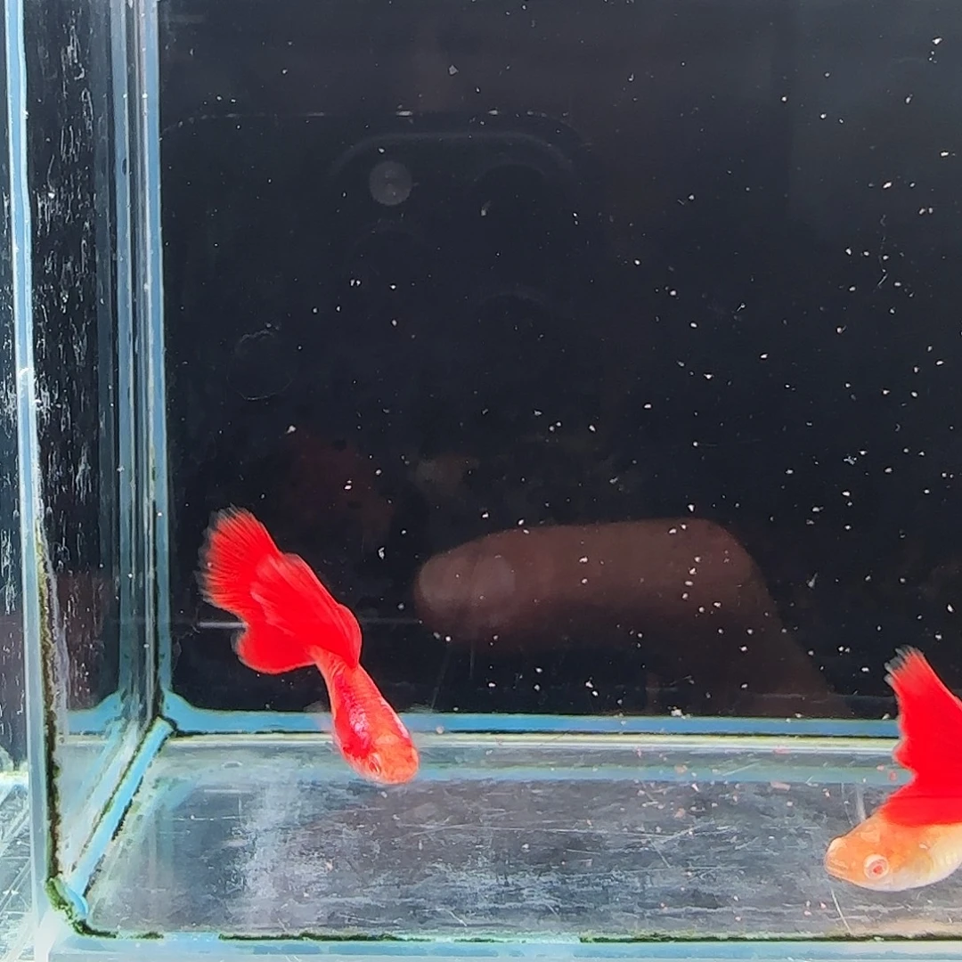 孔雀鱼黄金钾2对。