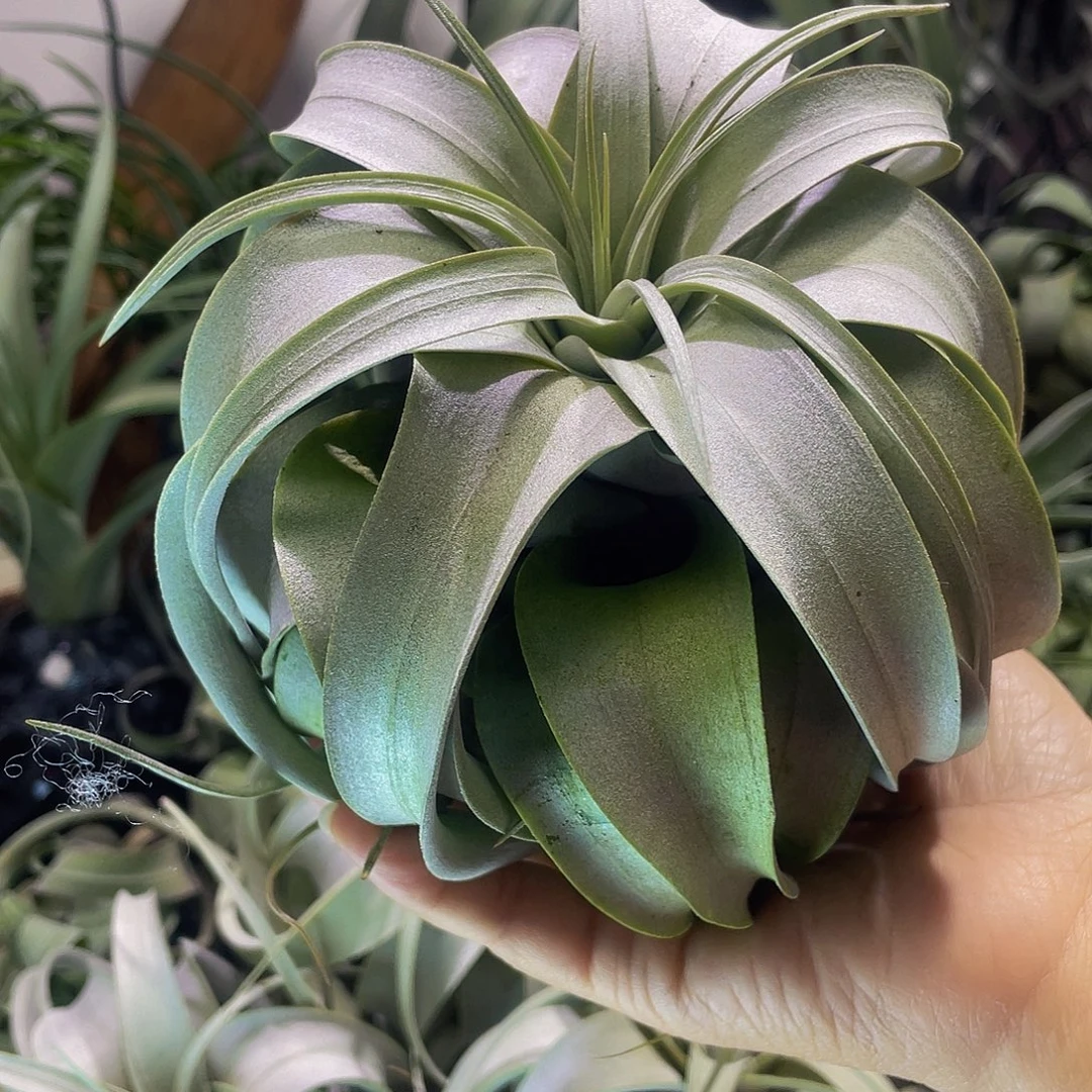 霸王81号 空气凤梨