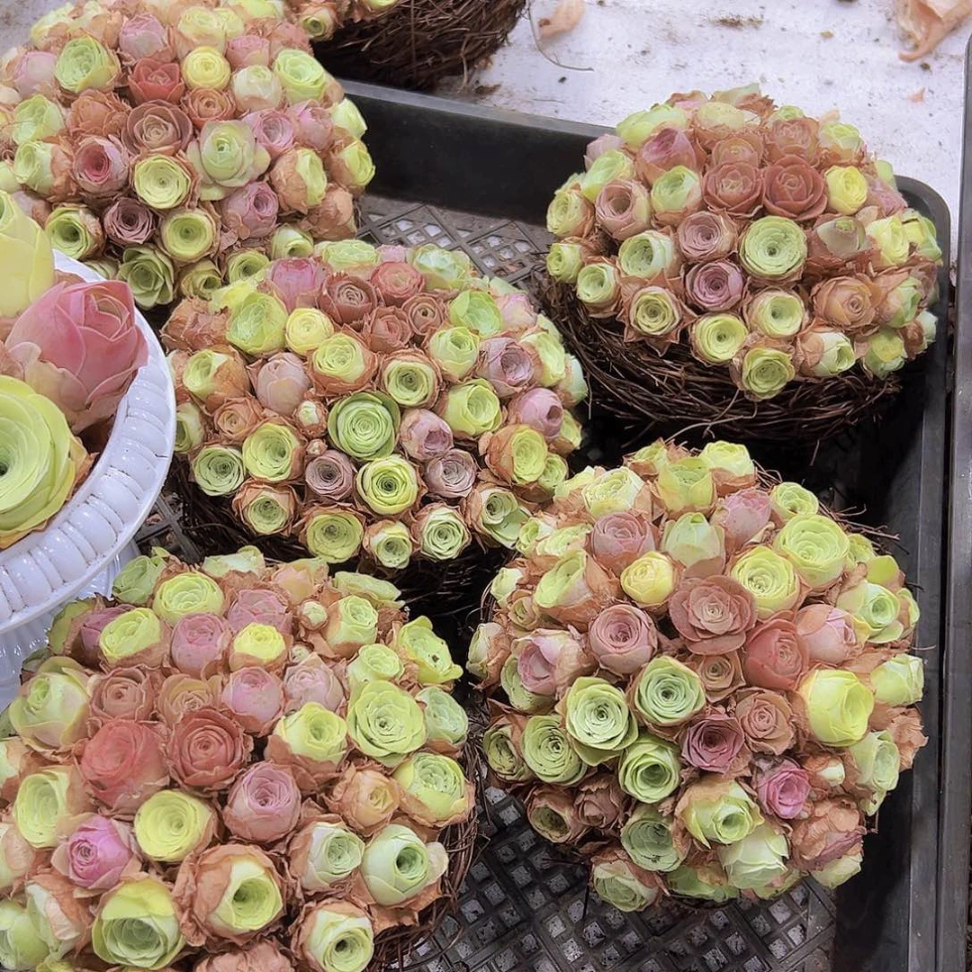 彩巢40颗起发样品