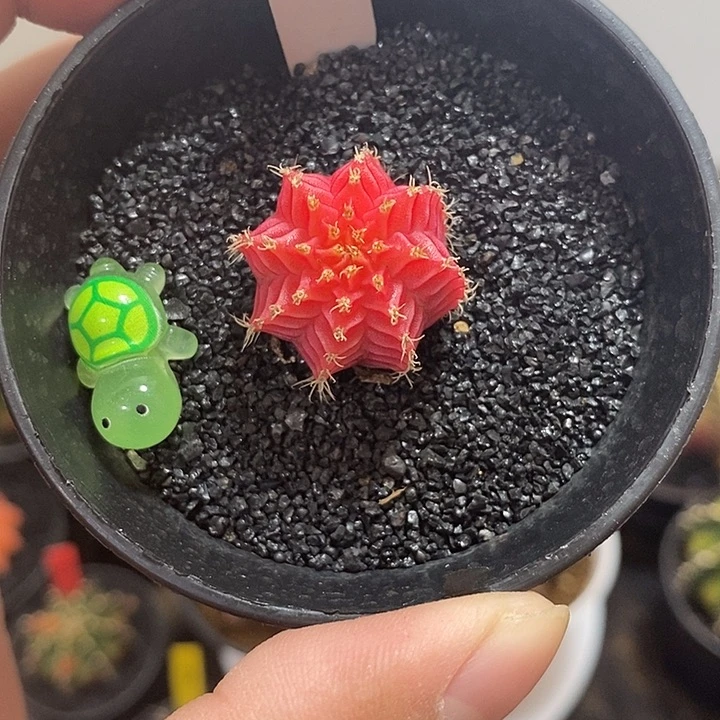 精品米哈—脱土发货30