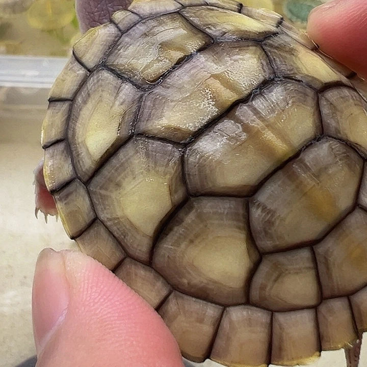 绿毛龟母巴西龟111