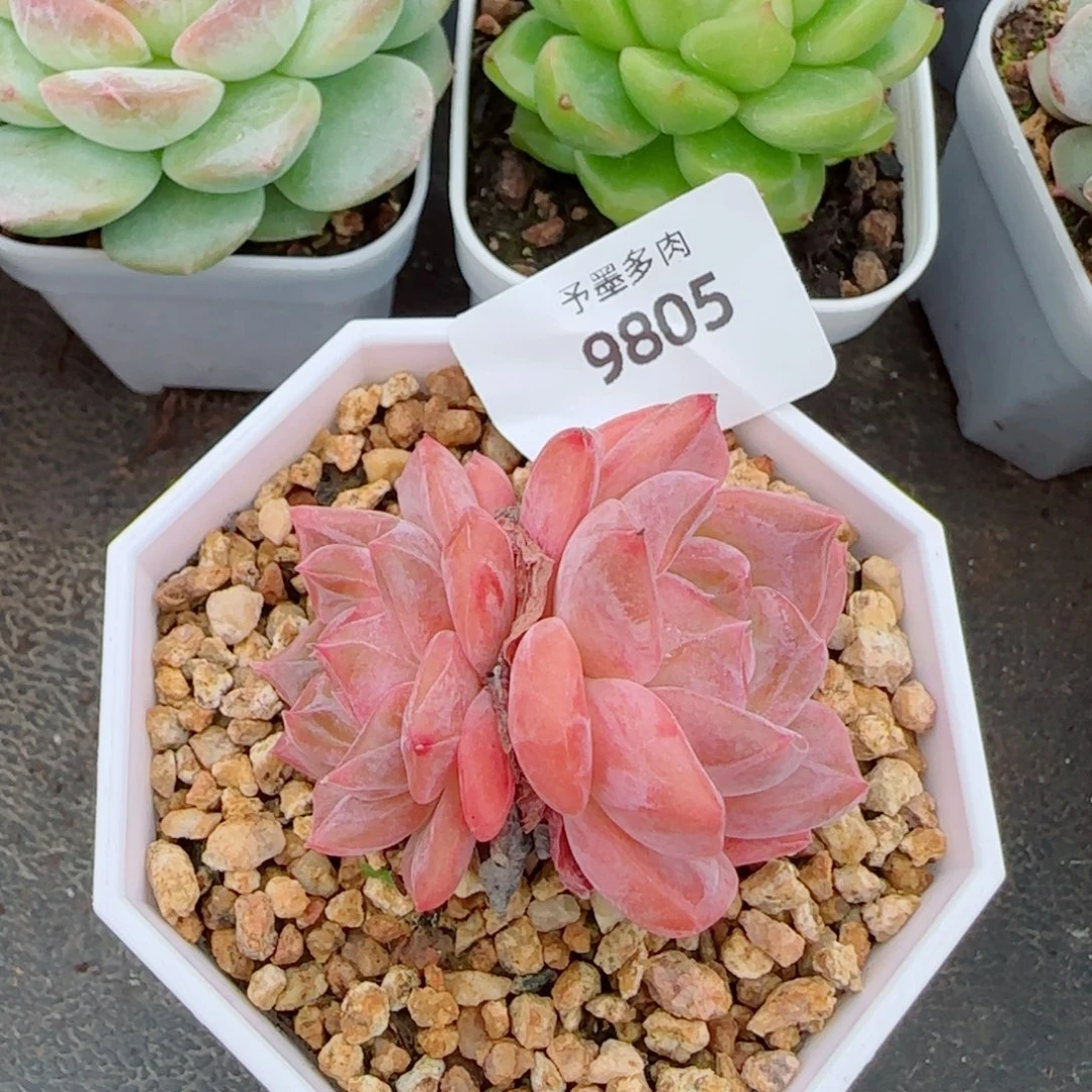 雪魄，9805多肉植物