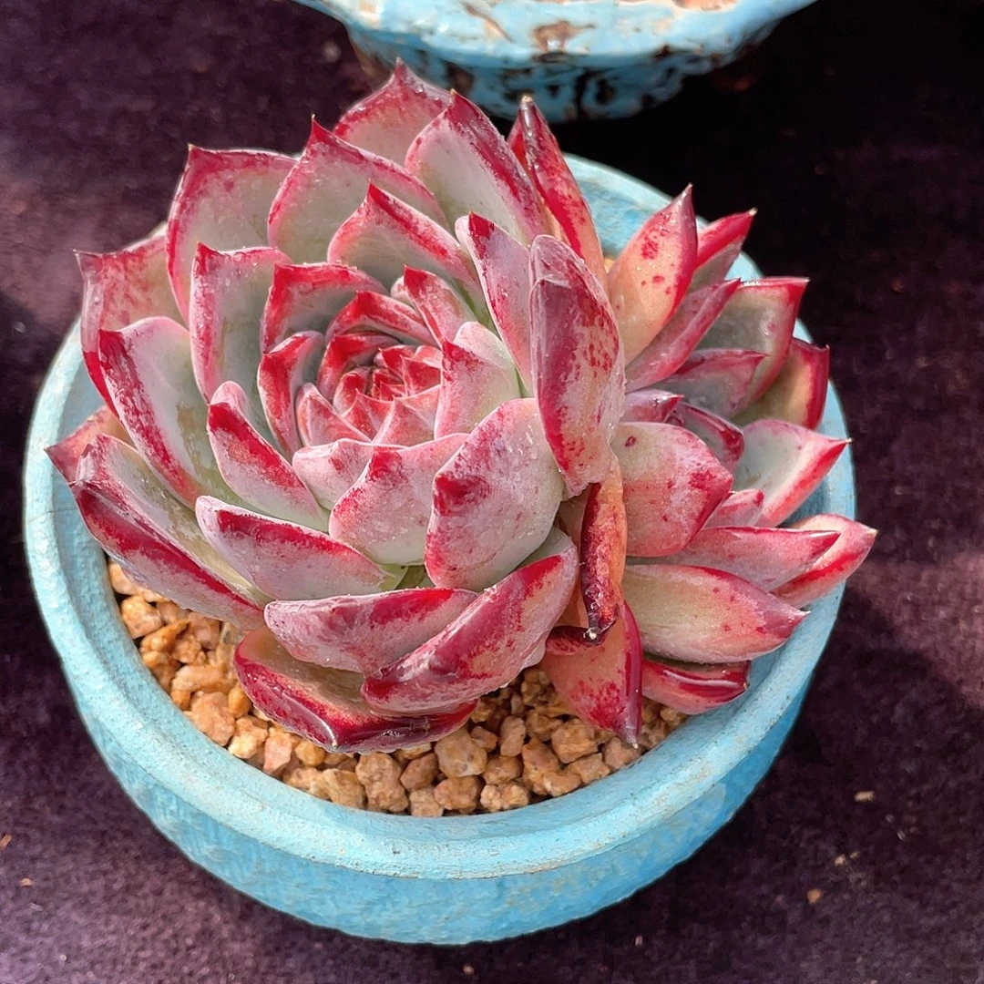 多肉植物一物一拍