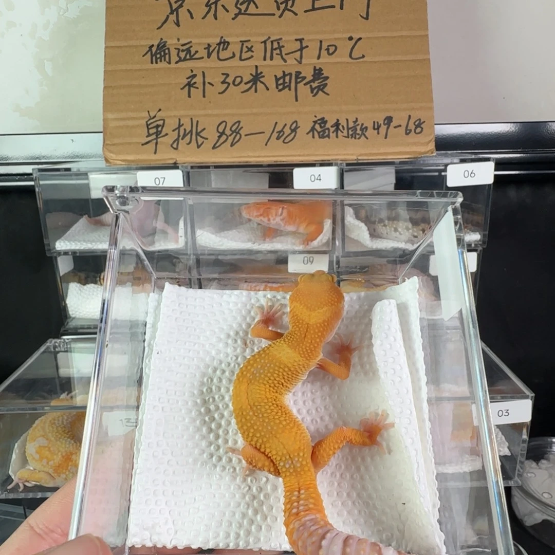 豹纹守宫雨水蜜橘弟弟