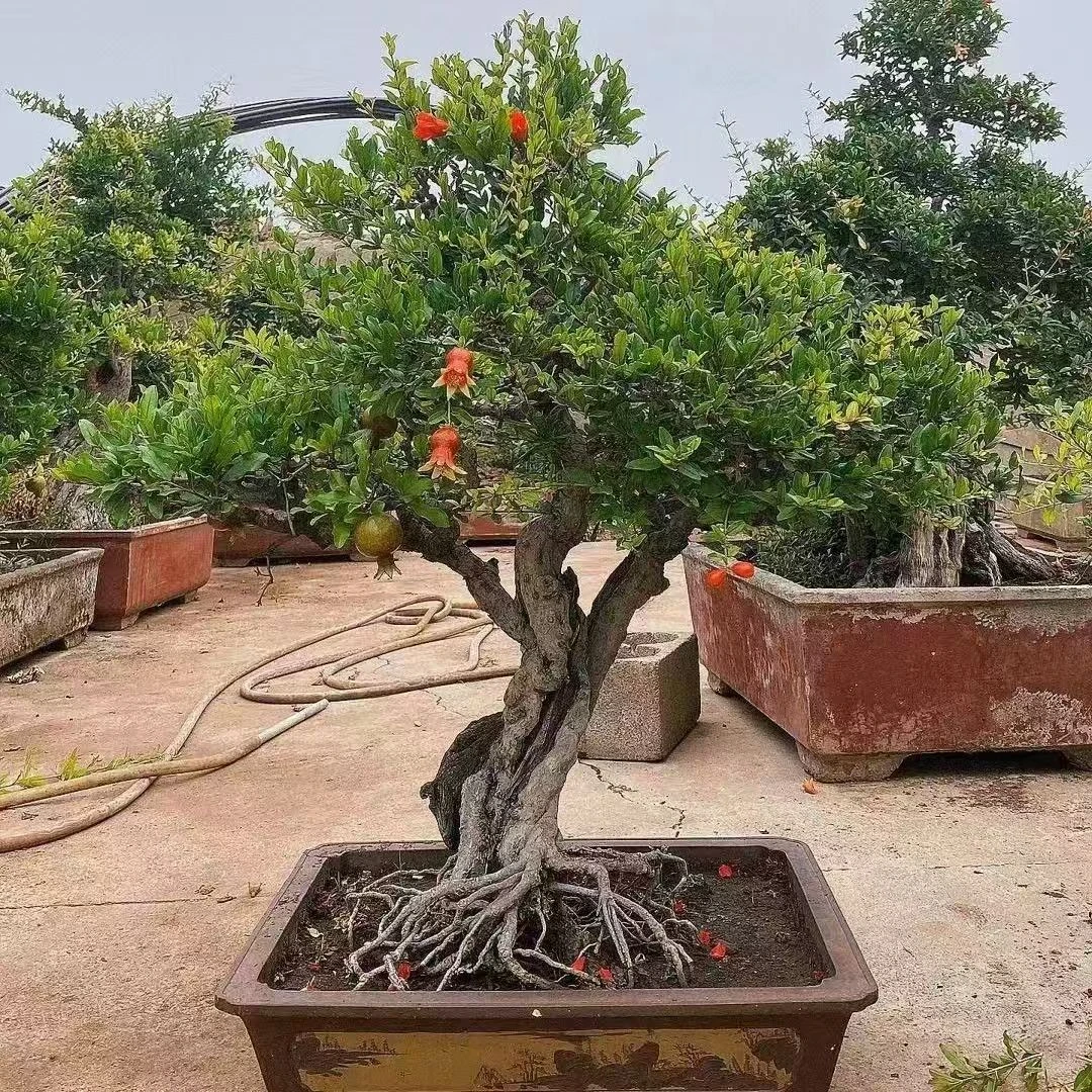 绿植园艺，花园植物，一物一拍地被植物