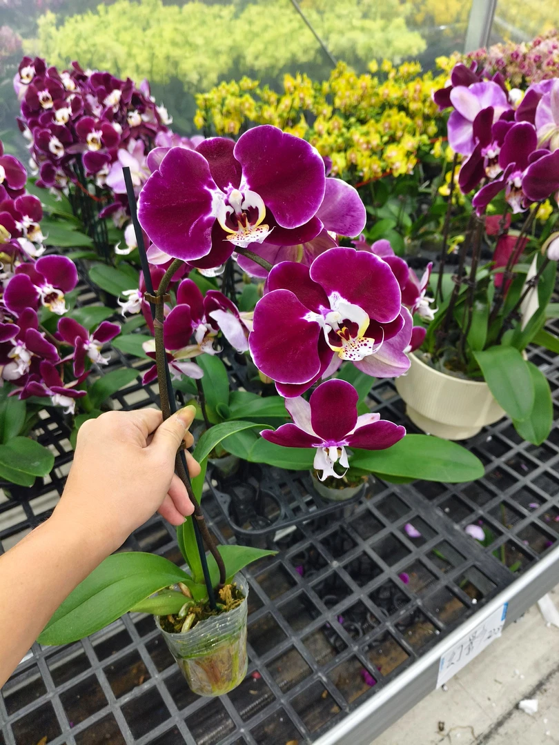蝴蝶兰【幻影】花苗盆栽带花剑花苞客厅室内四季好养观赏花卉