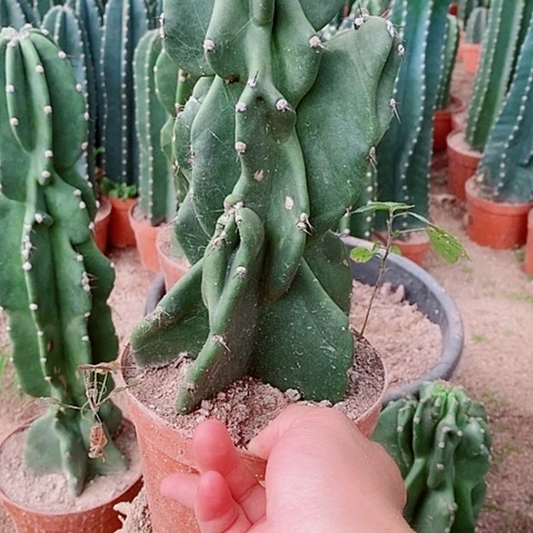 完全开放32公分左右原盆发货象腿量天尺