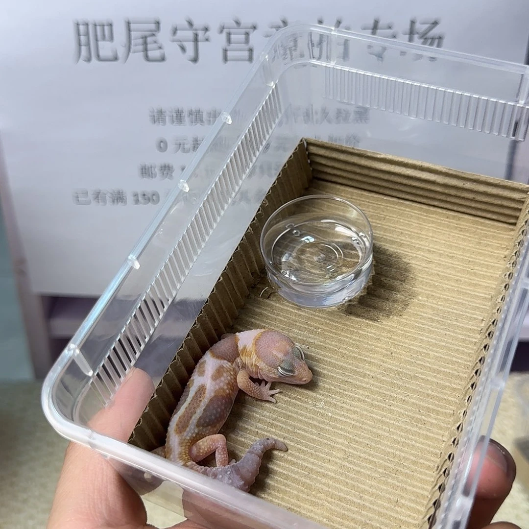 肥尾守宫奶橘 妹妹