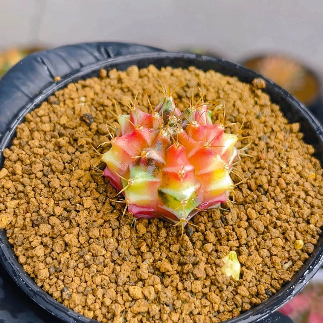 米哈002 实生 日落