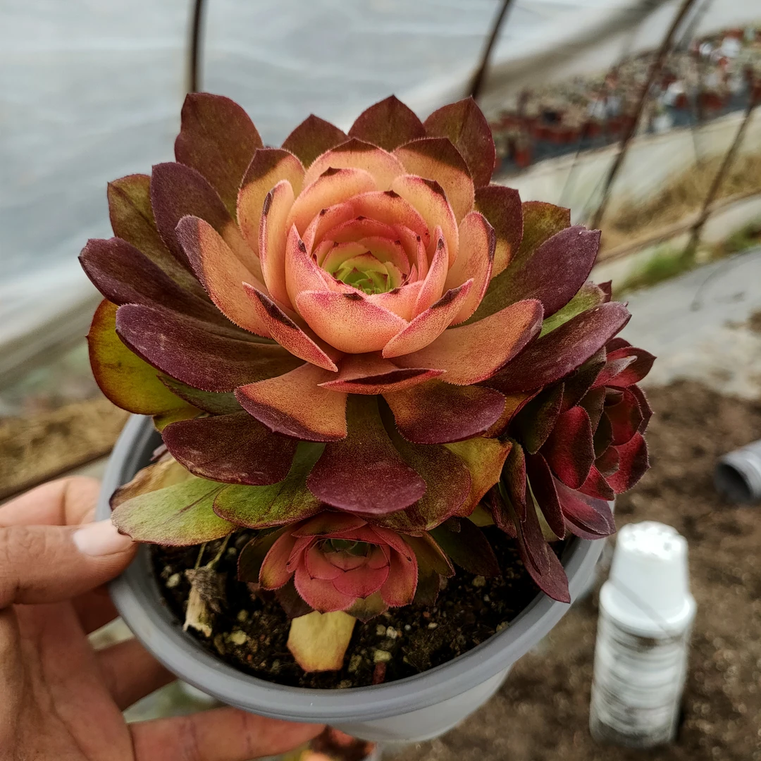 牡丹仙子 糖心沙拉碗法师 满20包邮 12厘米不带盆土湖南多肉植物