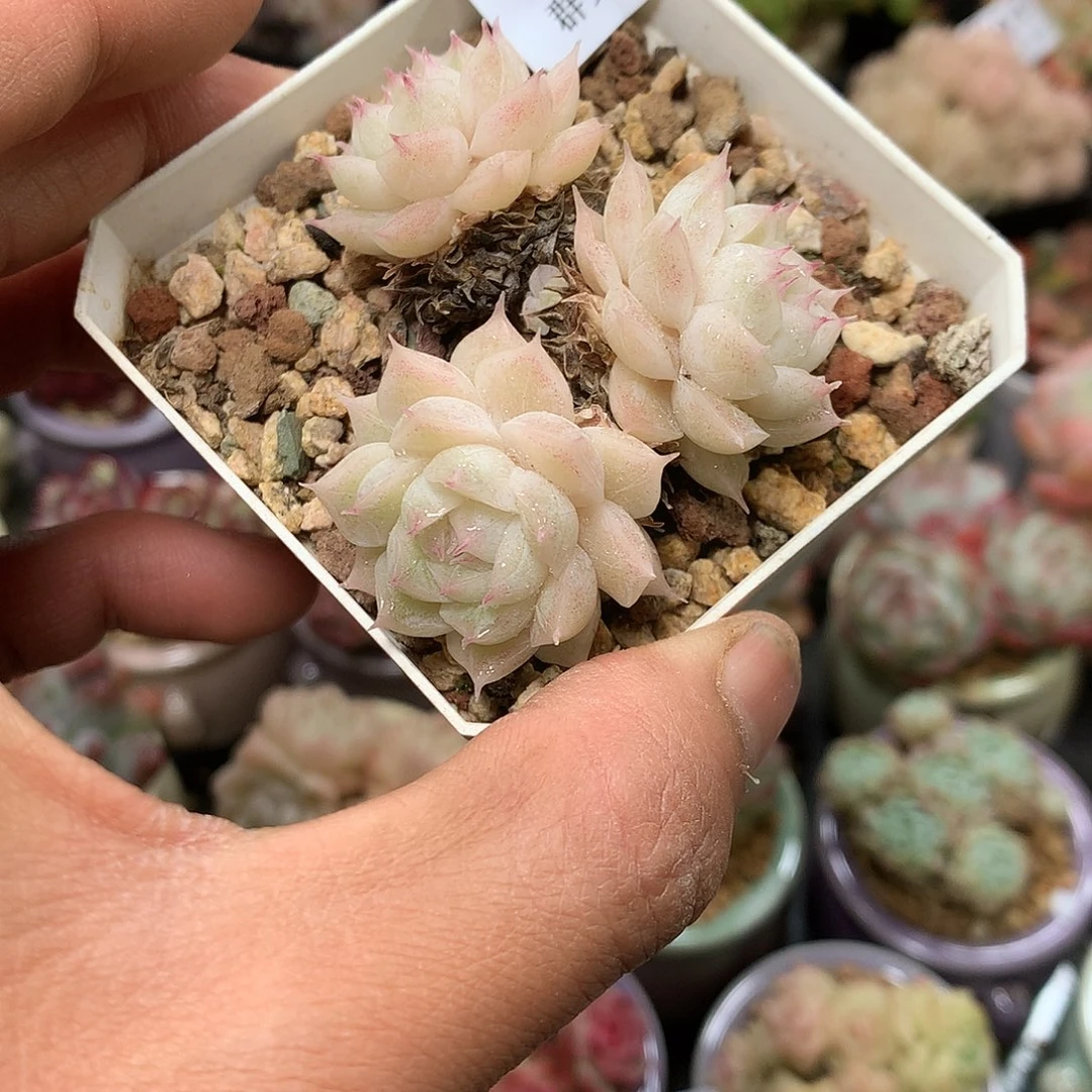 精控拇指盆12.1816