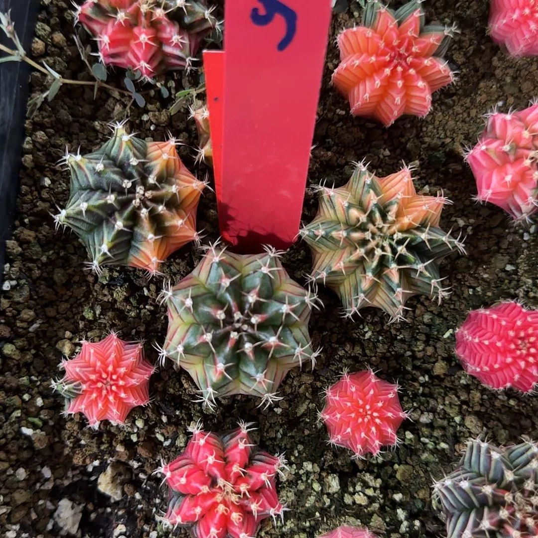 625-0424泰国发货