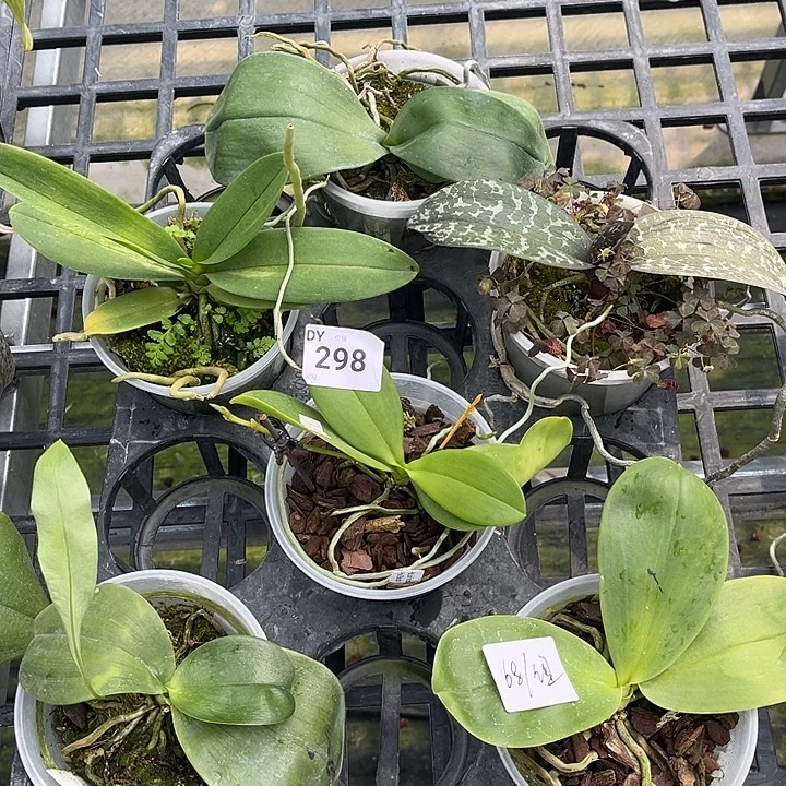 全部花苞298号特价瑕疵苗根叶不好裸根发货任何原因不售后