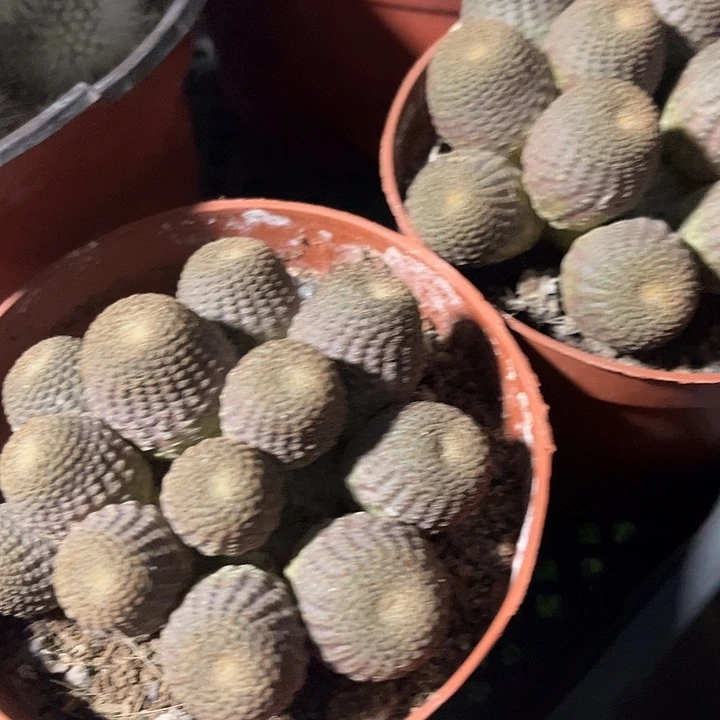 黑蝎子群生zzzzzzzz
