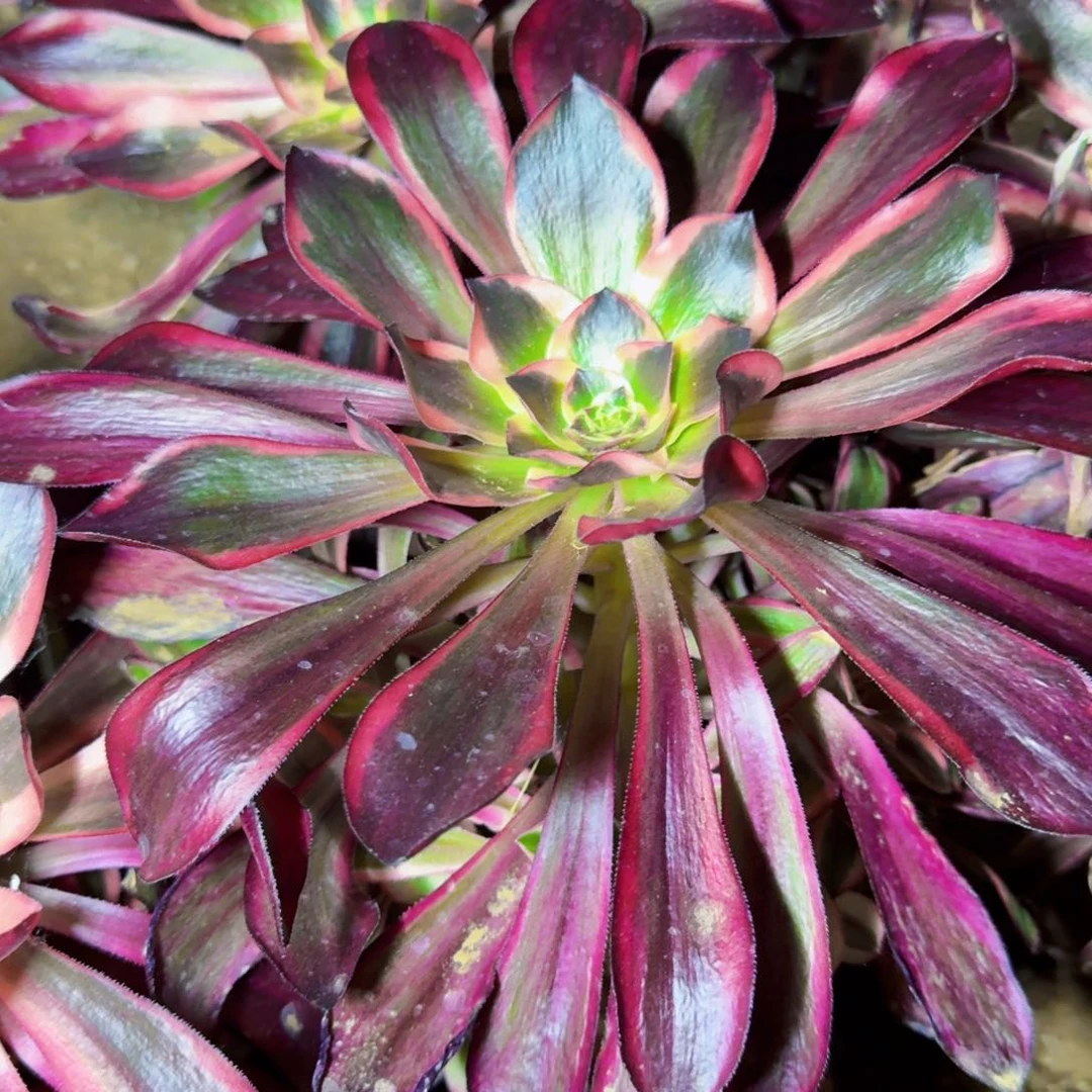 红魔女捧花满20包邮