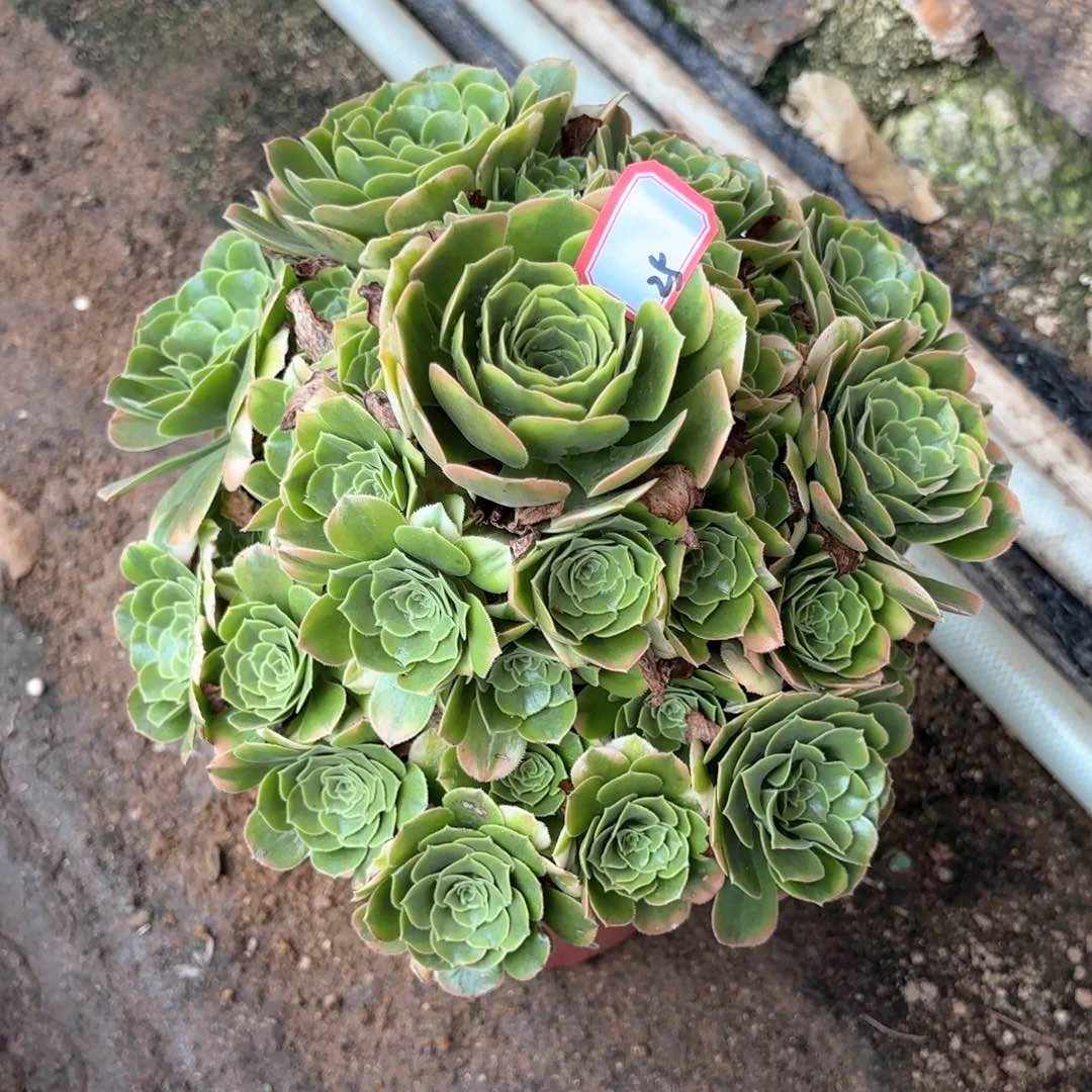 全部花朵25西尼亚多肉植物