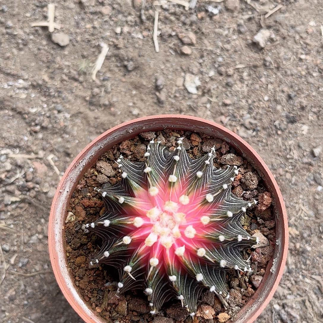 氺**淸肋骨牡丹，15任一一一一一一