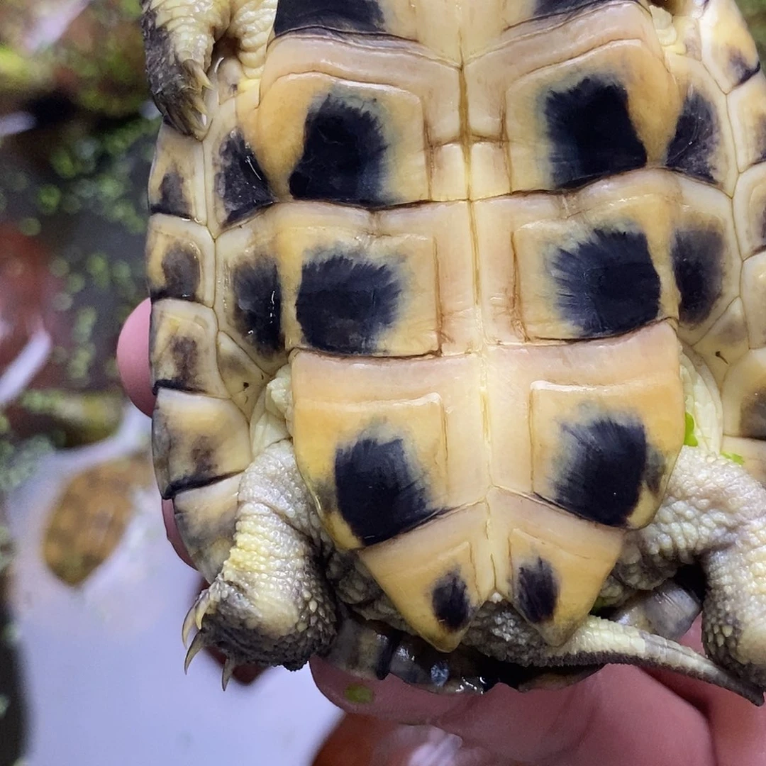 不分公母绿毛龟俗*