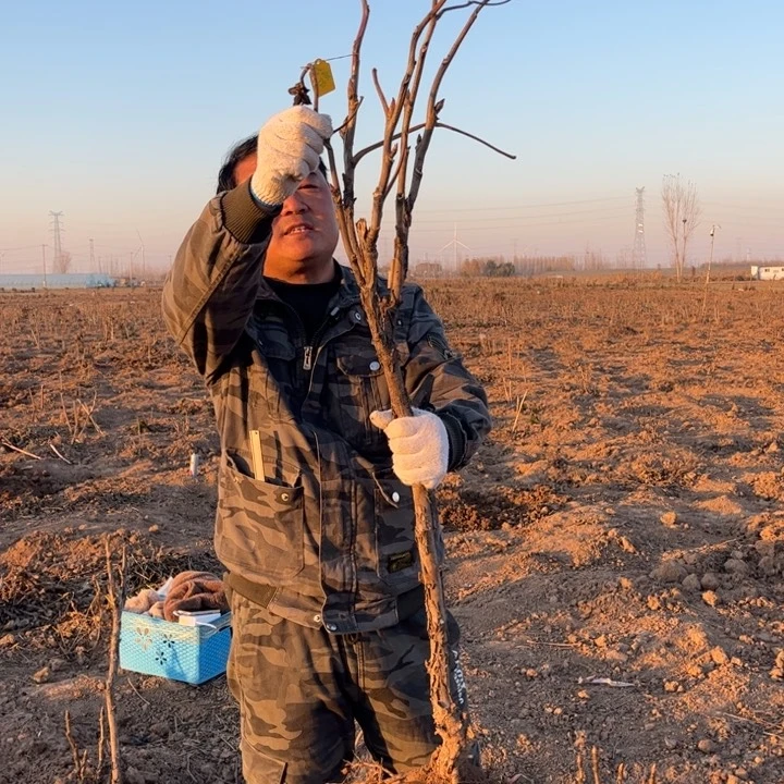 【闪购商品】当前无花栽培后可以开花