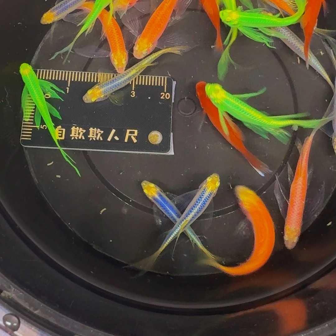 斑马鱼蝶翼斑马微瑕疵20