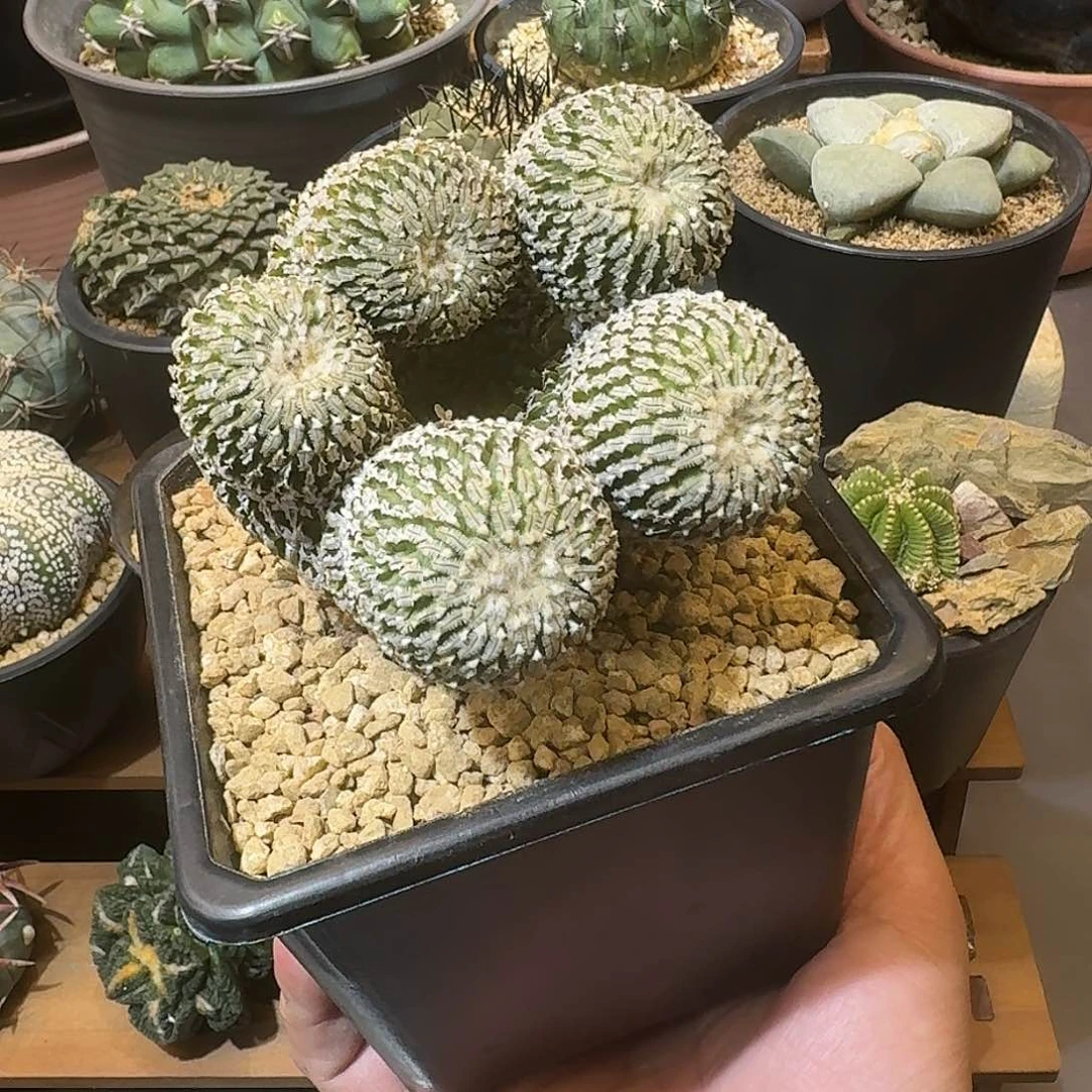 精巧殿仙人球仙人球