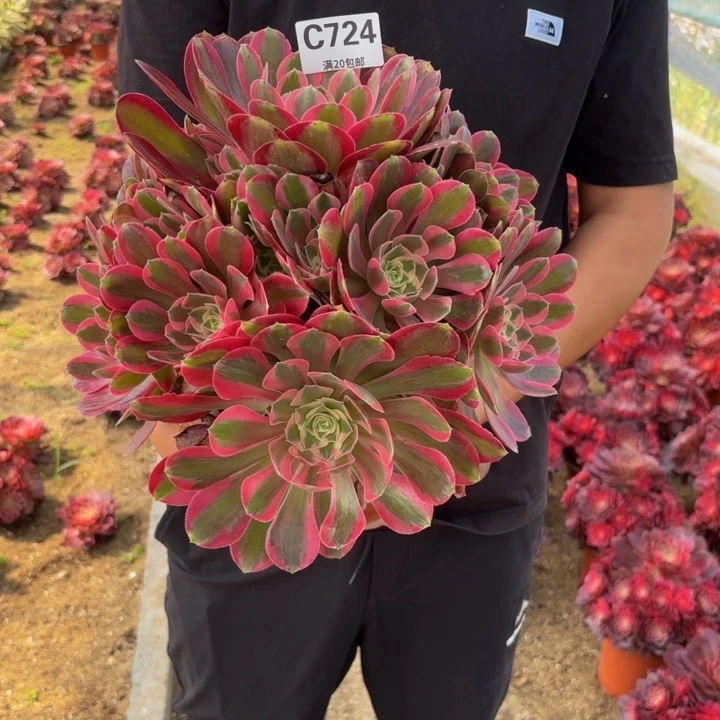 瑞妈多肉植物724粉女郎