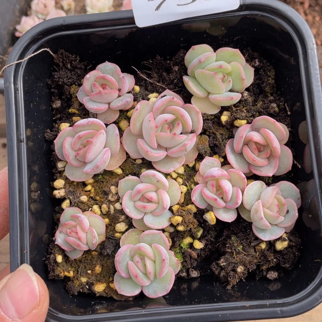 用****7多肉植物多肉植物738