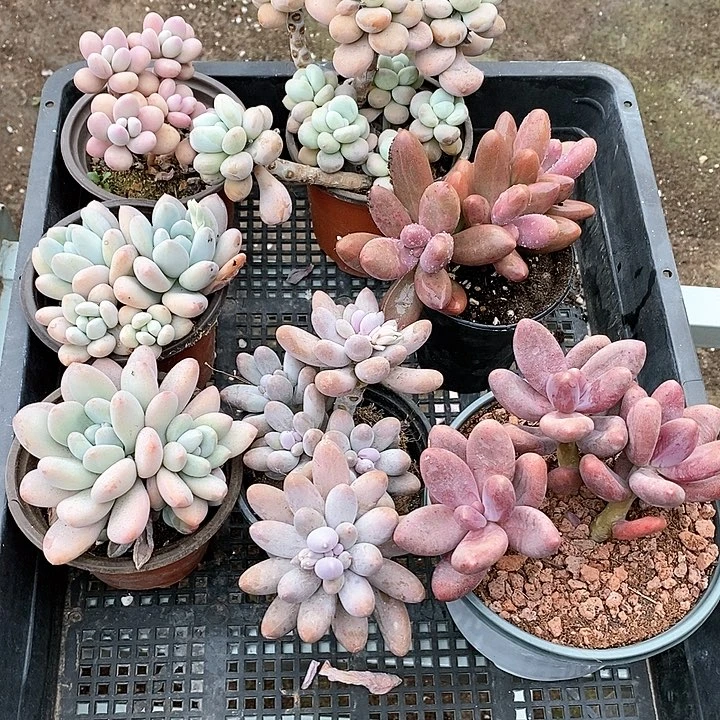 远**鹤7-100号一物一拍糖果美人