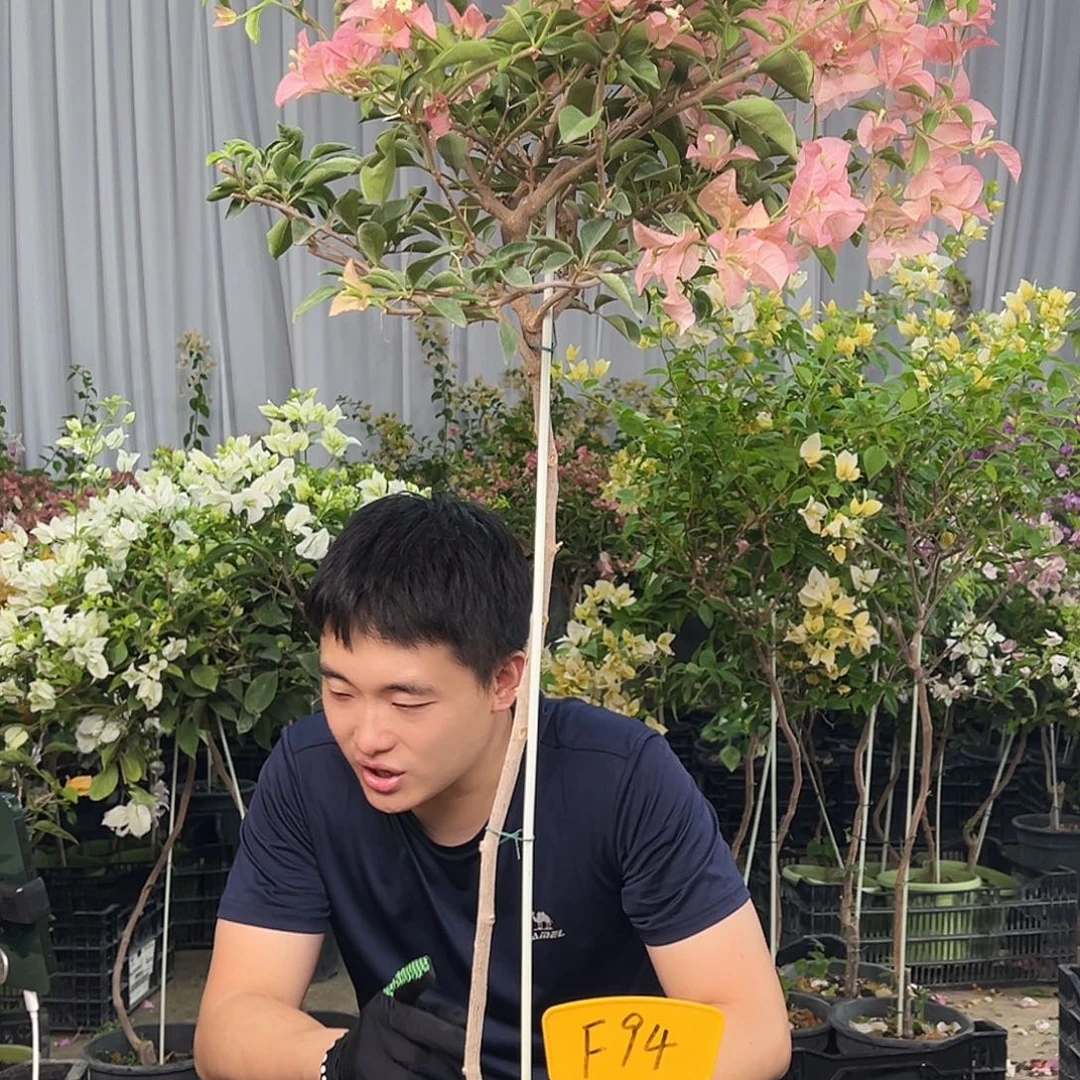 橙****大部分花苞少量开放F94卡亚塔