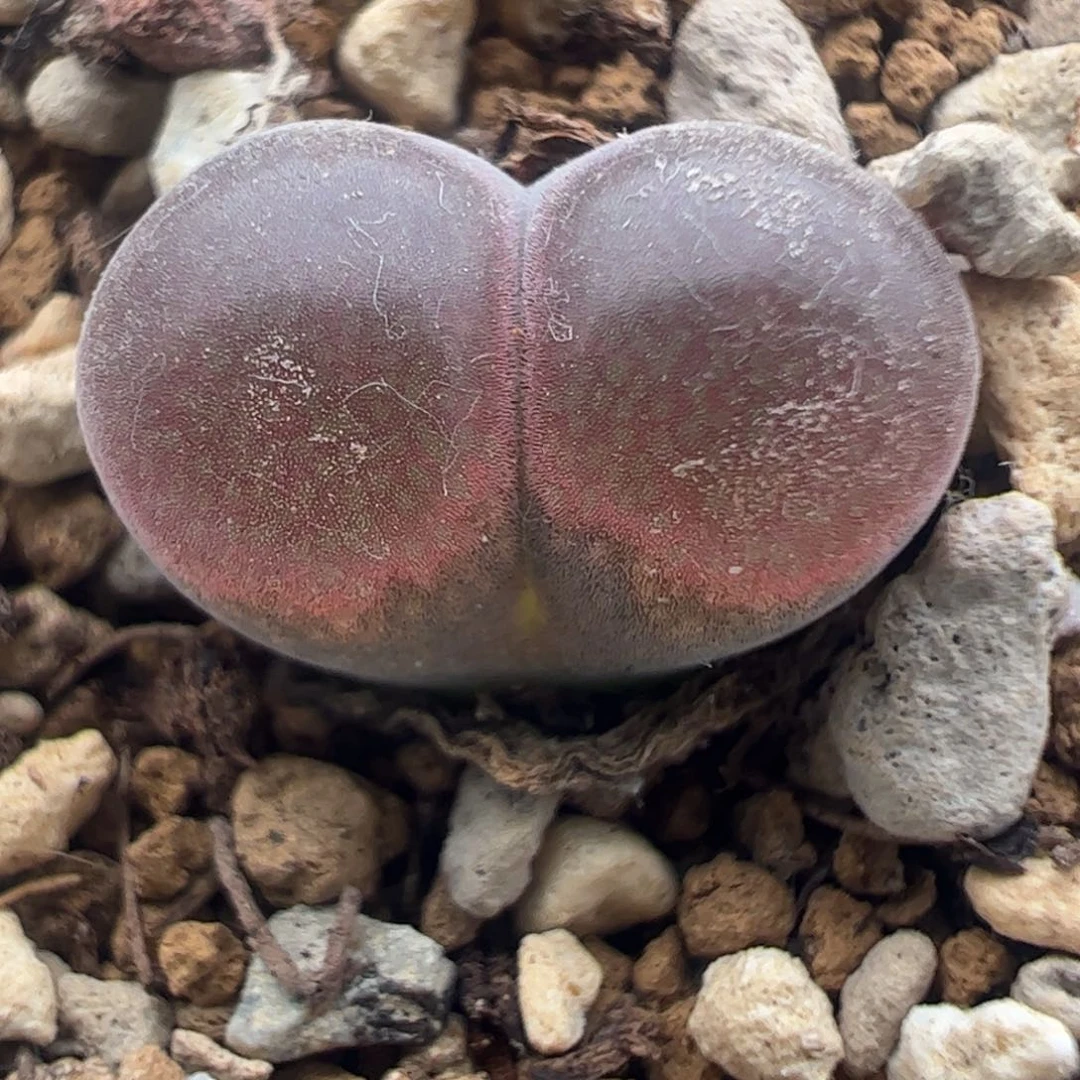 673 好看的多肉冲冲冲