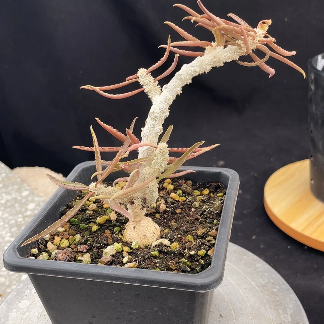 瓦莲大戟66666666666666