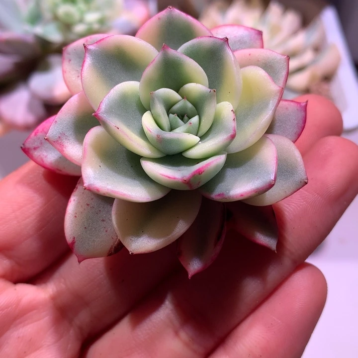 斗牛士腹轮锦可嫁接