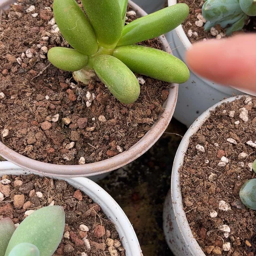 美人系多肉植物链接