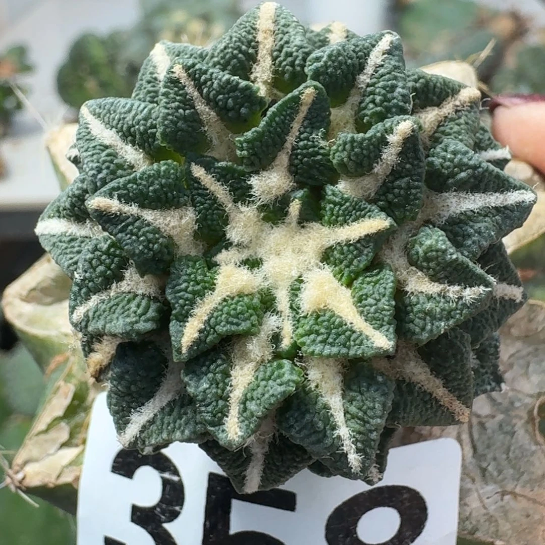 【闪购商品】无花朵t***o颗粒黑358