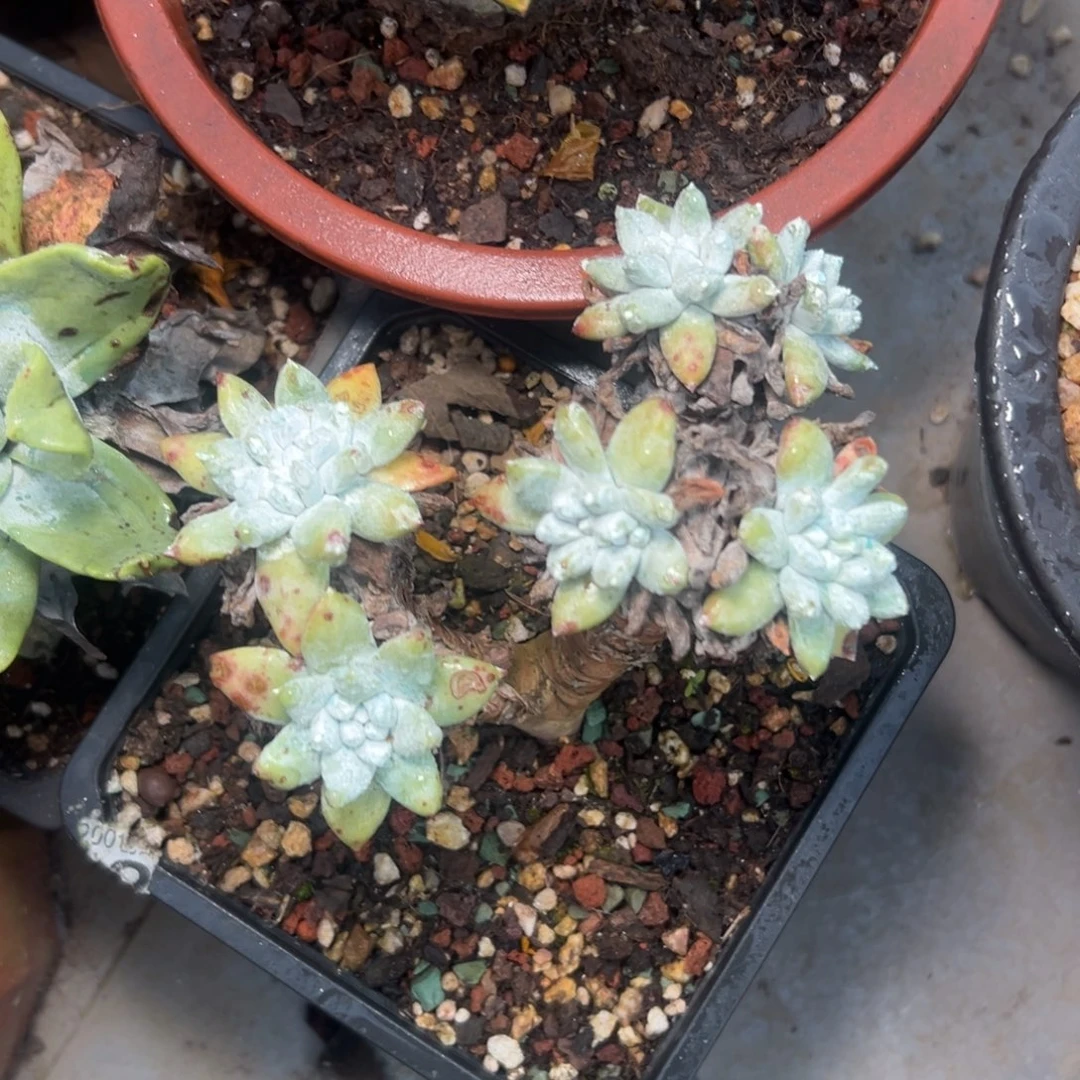 瑞吉娜～一物一拍1965