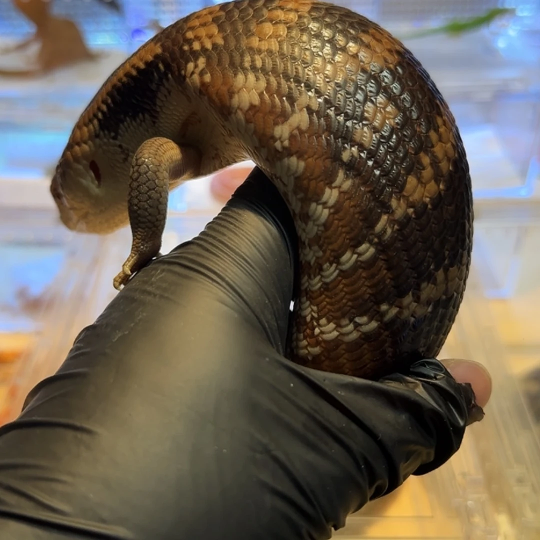 豹纹守宫蓝舌00001