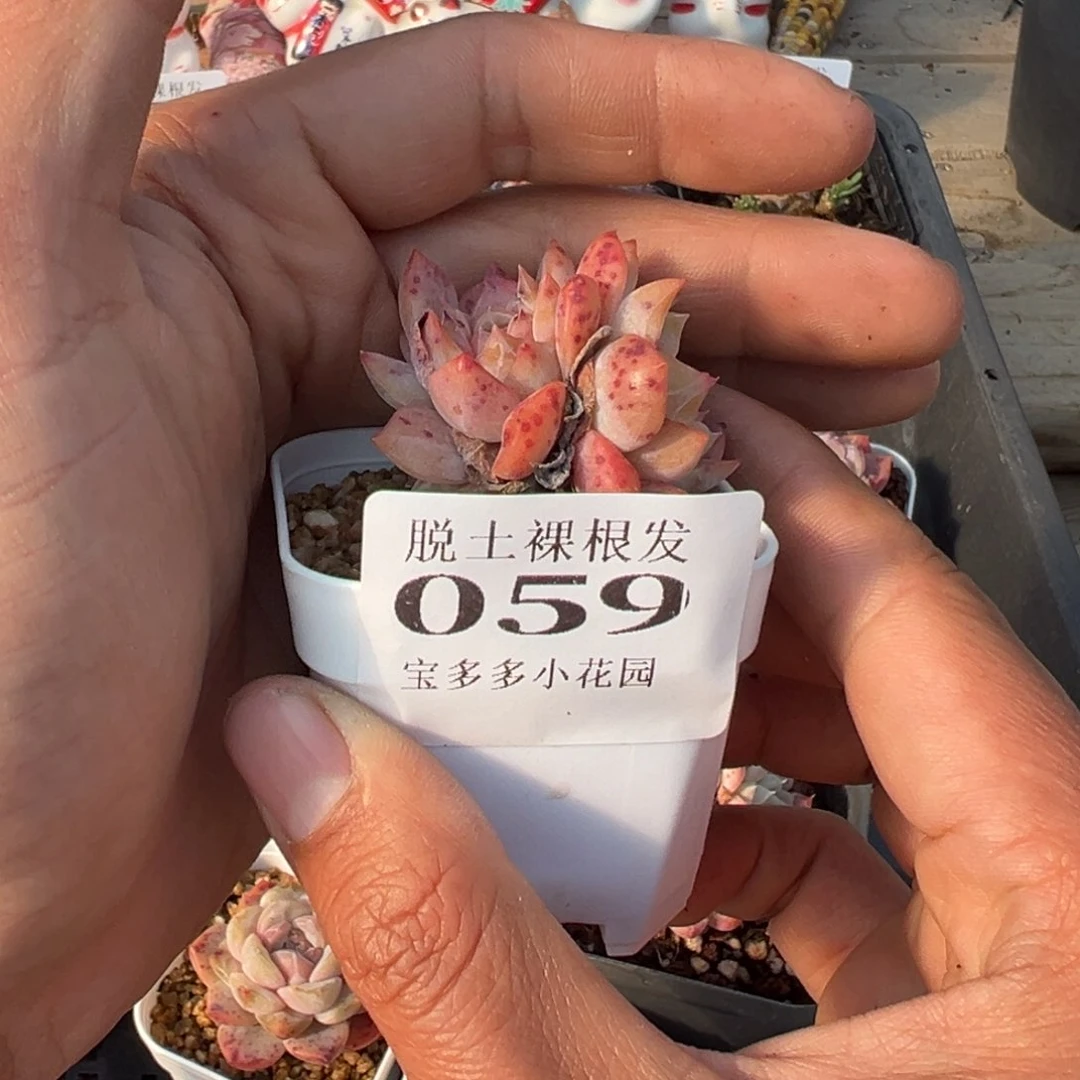 糖心三头群多肉满28包邮脱土发