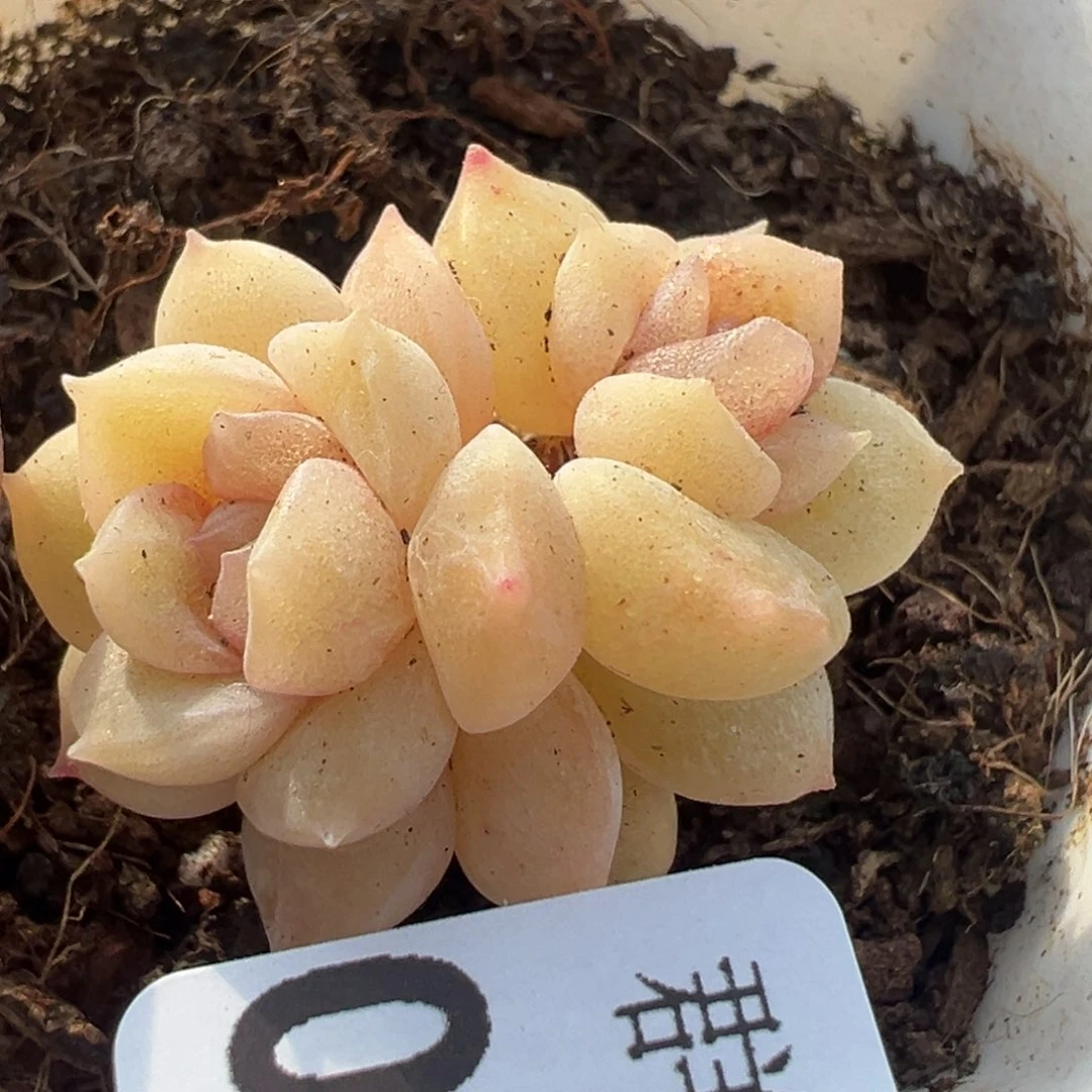 小卡拉米糖心一物一拍5-70