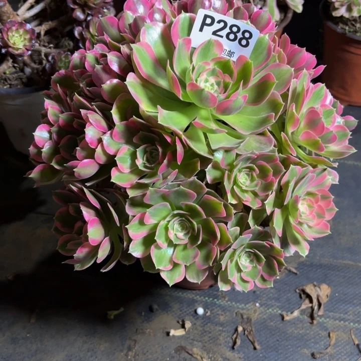 瑞妈，。。。。。288初恋