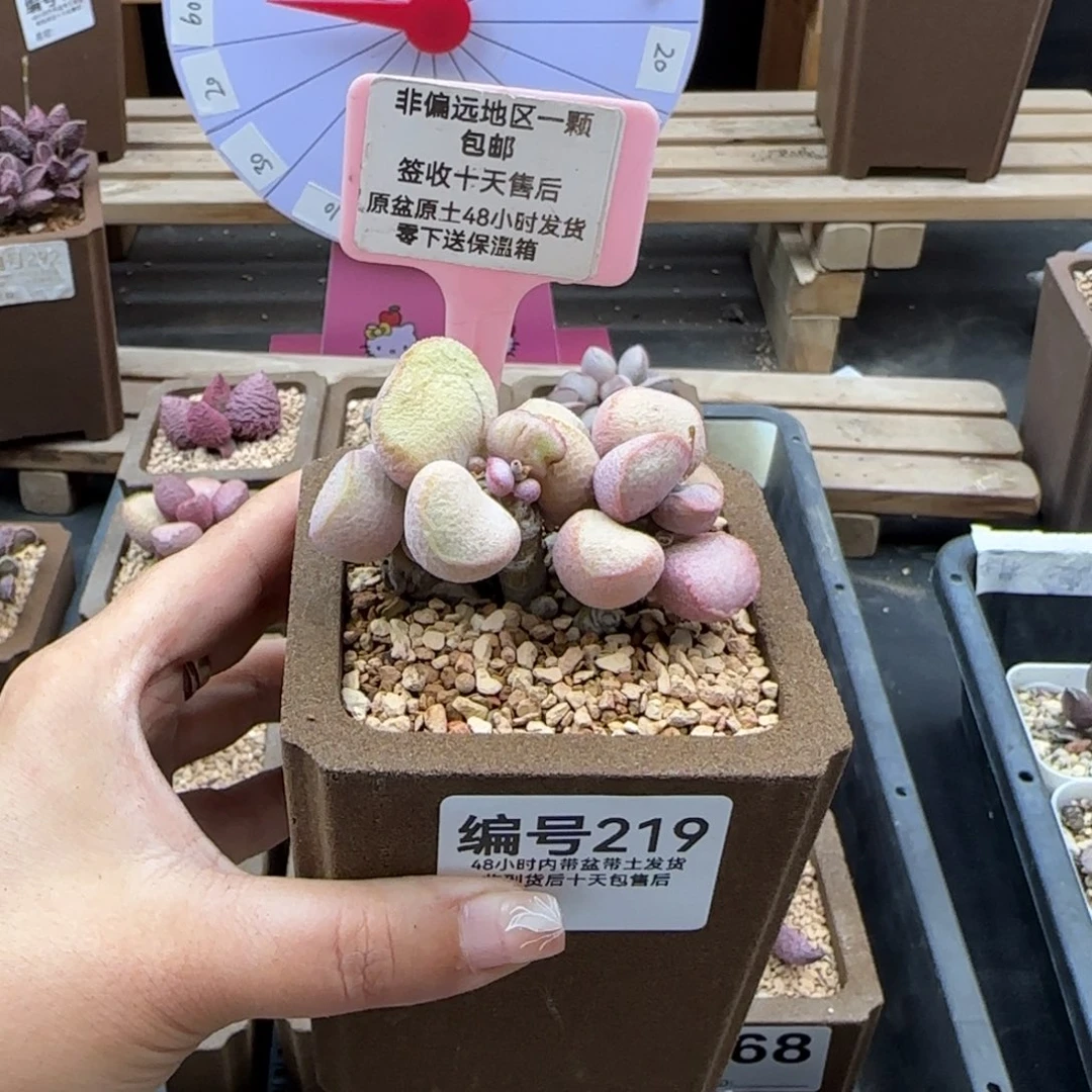 易****)219黛安娜多肉植物