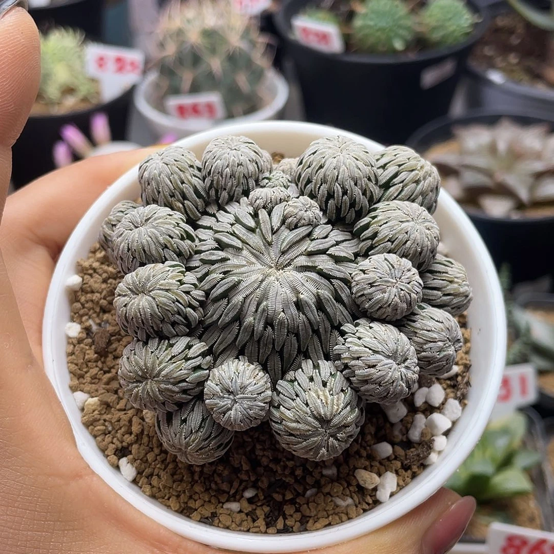 捧花多头精巧丸群仙人球