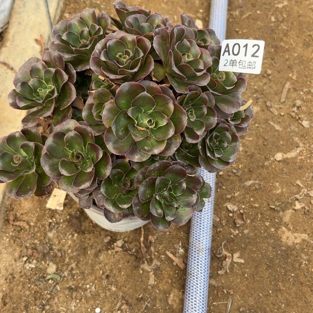 012多肉  魅金玫瑰不包断头